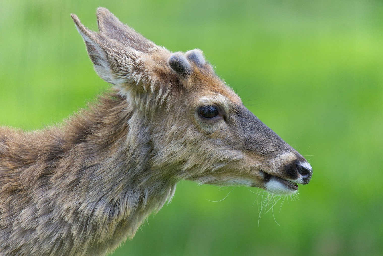 Deer 0503